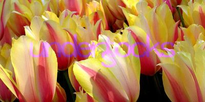 understocks-flowers-tulips-tulipany-photo-stock-royalty-free