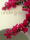 0006-understocks-flowers-pink-wall-pergola-kwiaty-stock-photo