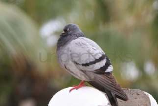 understocks-pigeon-bird-grey-photo-stock