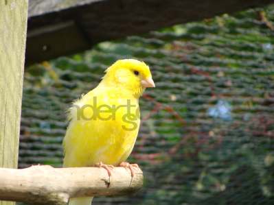 0017-understocks-birds-yellow-bird-in-cage-photo-stock
