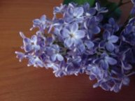 understocks-stock-photos-lilac-fiolet-flower-royalty-free