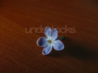 understocks-lilac-royalty-free-stock-photo-one-flower