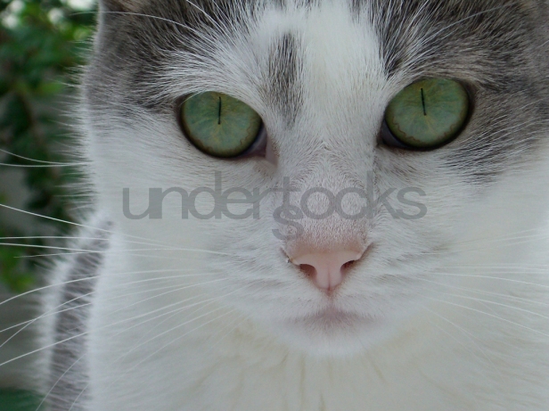 0043-understocks-stock-photos-cat-kitty-whiskers-eyes