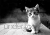 0045-understocks-cat-stock-kitty-little-cute-kittens-stock-photo