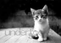 0045-understocks-cat-stock-kitty-little-cute-kittens-stock-photo