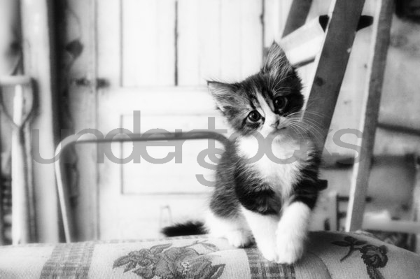 0046-understocks-kitty-stock-photo-kittens-mały-kotek