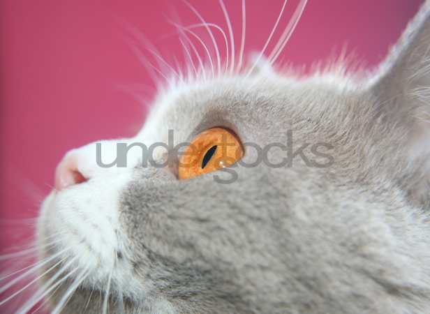 0047-understocks-cat-kitty-stock-photo-closeup-head