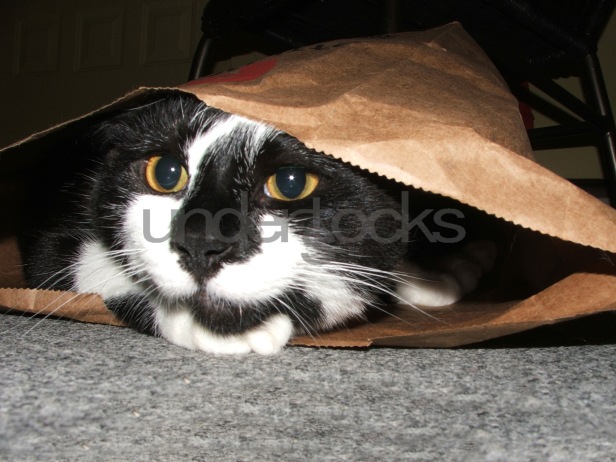 0048-understocks-cat-kitty-stock-photo-cats-free-photos-bag