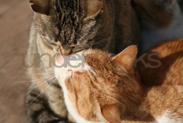 0049-understocks-cat-kitty-cats-stock-photos-ginger-cat