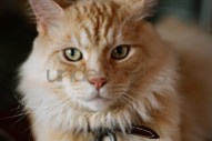 0050-understocks-ginger-cat-stock-photo-free-photos