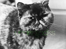 0053-understocks-cat-stock-photo-zdjęcie-kota-royalty-free