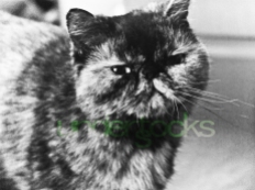 0053-understocks-cat-stock-photo-zdjęcie-kota-royalty-free
