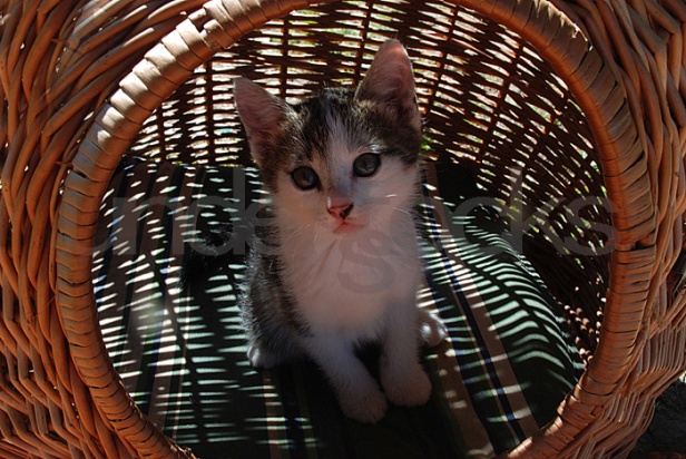 0054-understocks-free-cat-stock-photos-kittens-free-in-basket