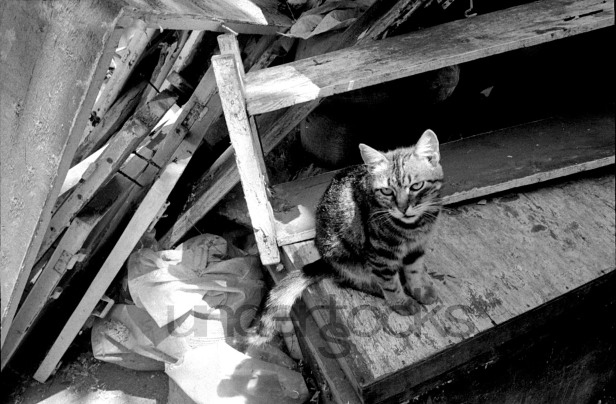 0055-understocks-kot-cat-kitten-stock-photos-ruin-wood