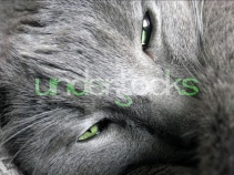 0056-understocks-cat-stock-photo-free-royalty-free-cats-kitties-kot-kotki