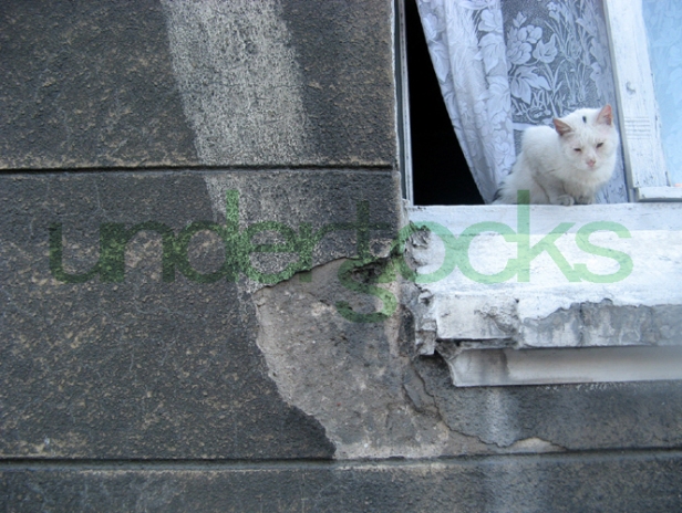 0057-understocks-cat-kitty-stock-photo-free-stocks