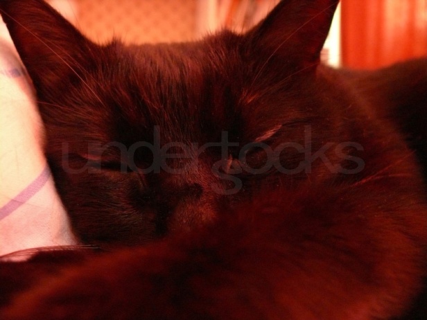 0059-understocks-cat-red-brown-ears-photo-stock