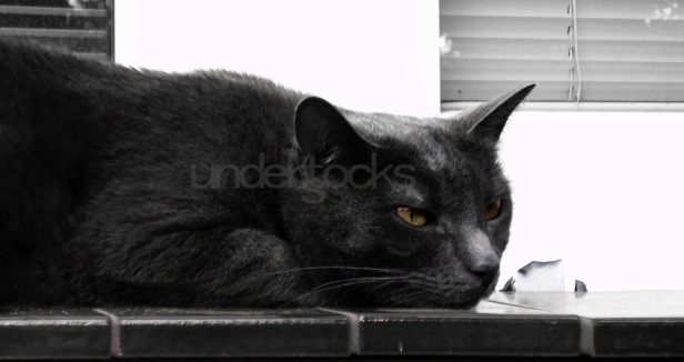 0060-understocks-gray-gray-cat-adult-stock-photo-royalty-free