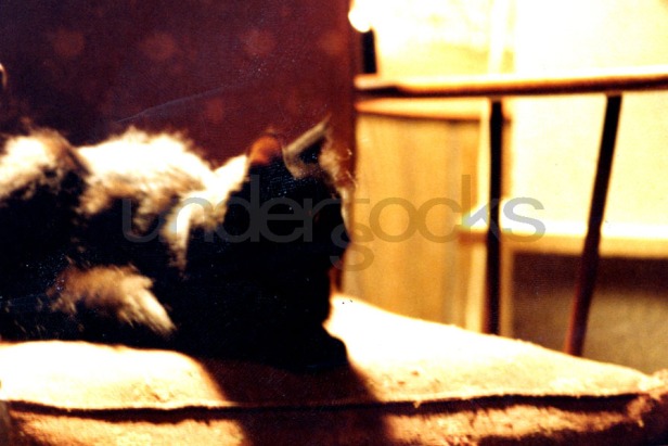 0061-understocks-cat-kitty-kot-stock-photo-czarny-kot-zdjęcie