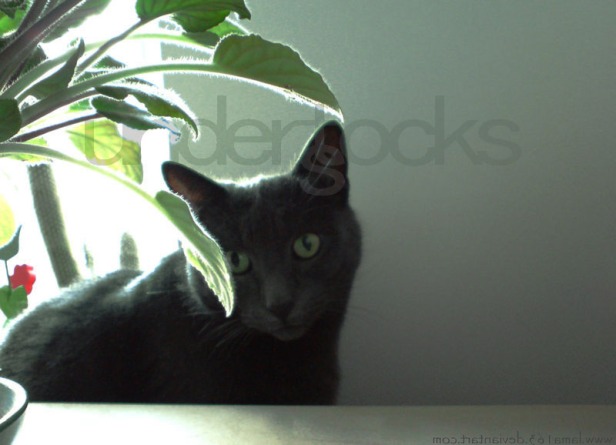 0065-understocks-szary-kot-stock-photo-grey-cat-kitty