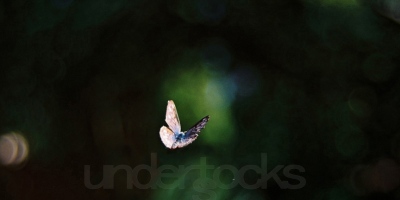 0100-understocks-butterfly-stock-photo-motyl-zdjęcie-darmowe-photo-stock